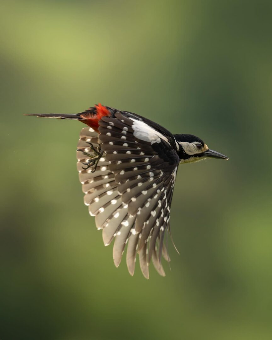 The Mighty Drummer of the UK Woodland: Discovering the Great Spotted Woodpecker