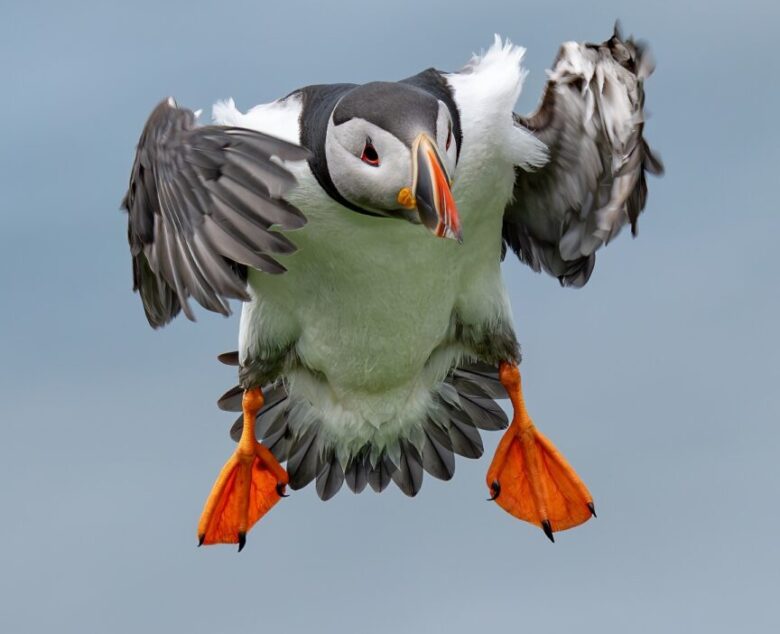 Puffins of the Isle of Lunga: The Charismatic ‘Sea Parrots’