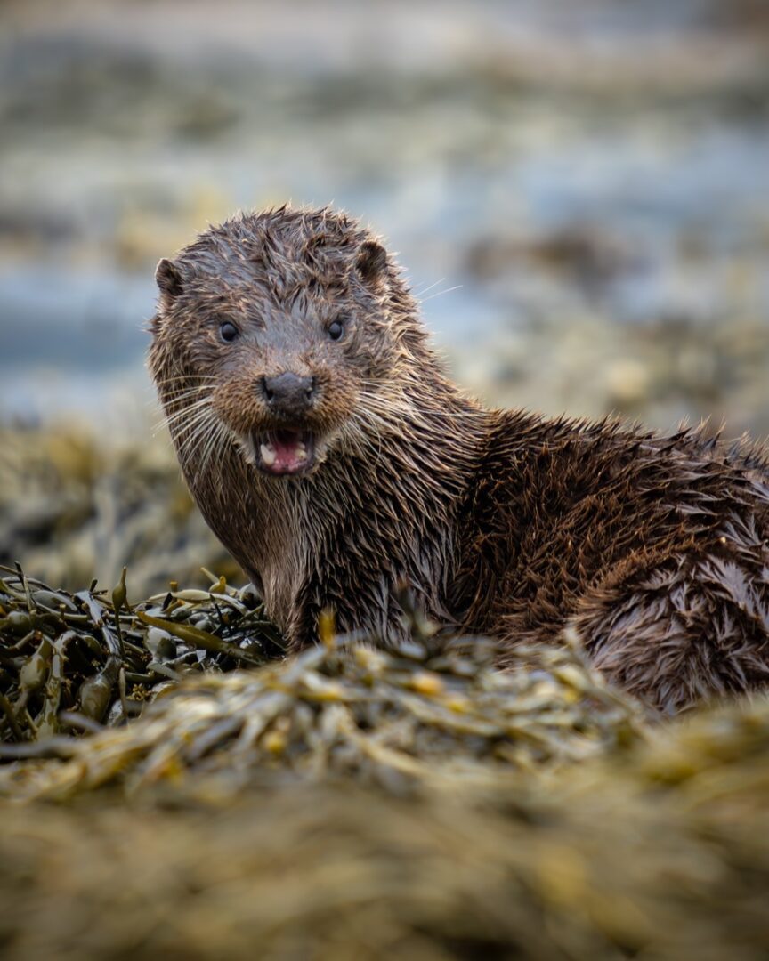 Eurasian Otters on the Isle of Mull: A Bucket List Encounter