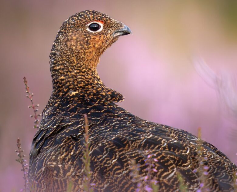 Red Grouse on the Yorkshire Moors: Sunrise with the Scarlet Sentinels