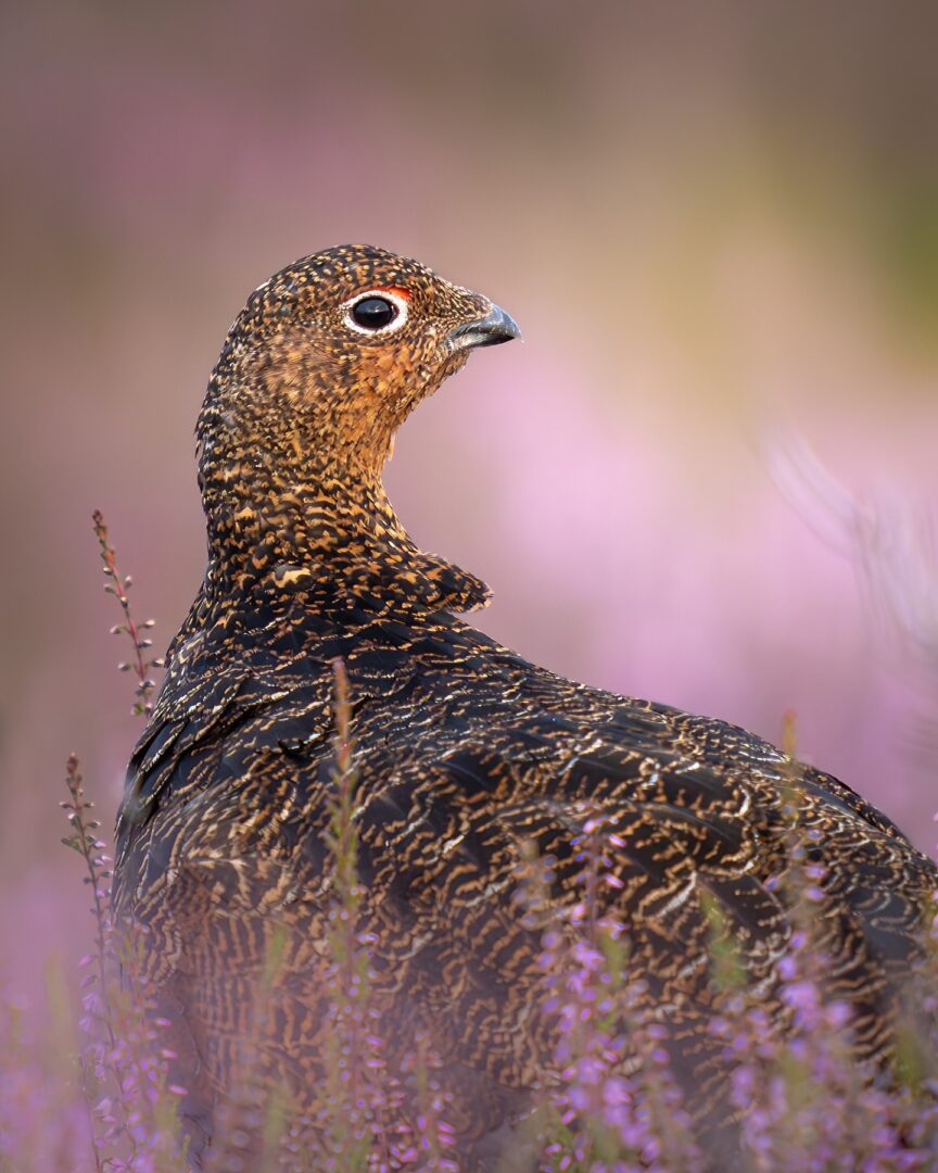 Red Grouse on the Yorkshire Moors: Sunrise with the Scarlet Sentinels