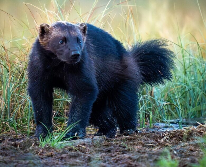 Wolverines in Finland: A Wildlife Photographer’s Dream