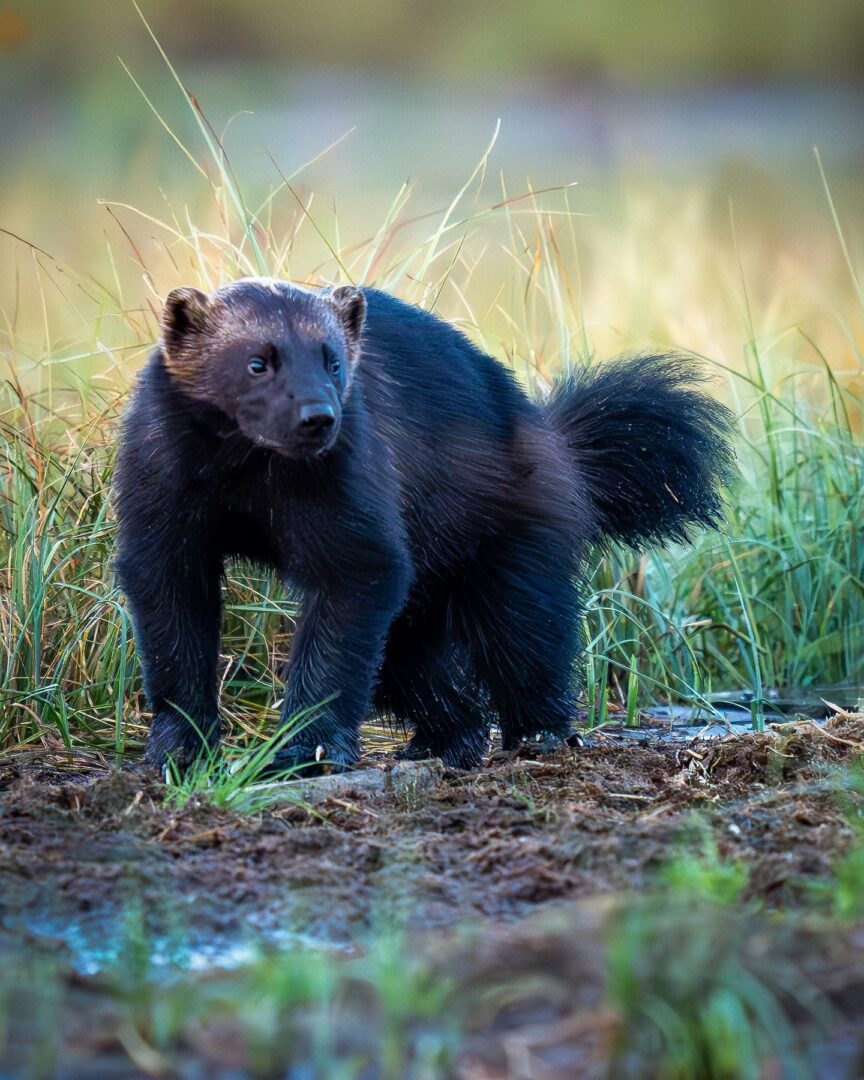 Wolverines in Finland: A Wildlife Photographer’s Dream