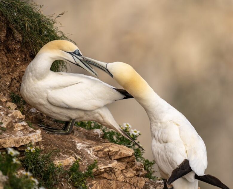 Photographing Gannets at Bempton Cliffs: A Graceful Return