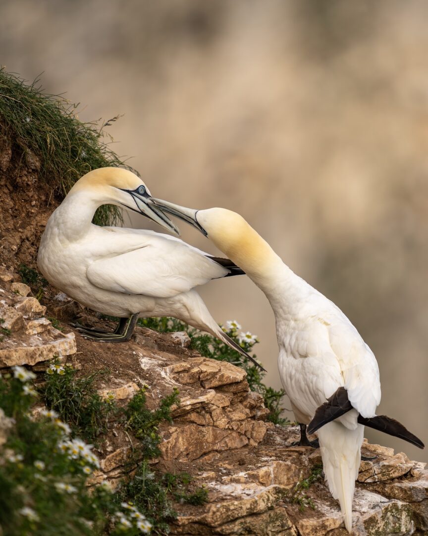 Photographing Gannets at Bempton Cliffs: A Graceful Return