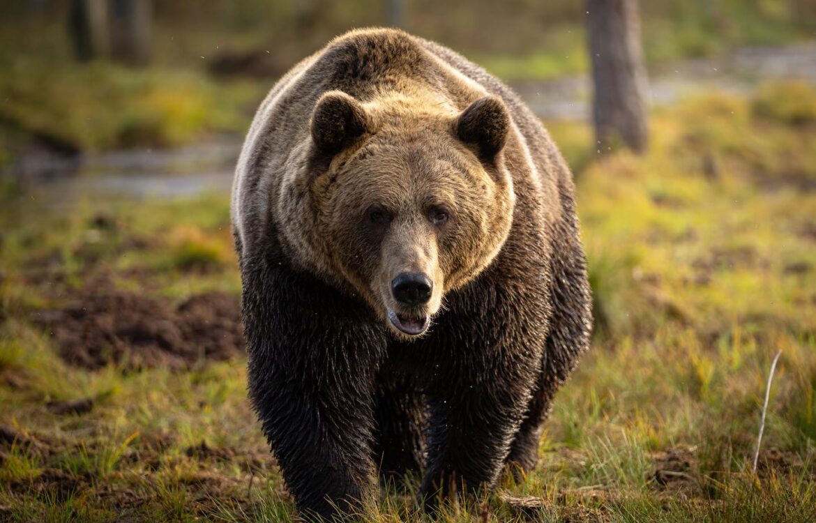 Photographing Brown Bears in Finland: An Unforgettable Wildlife Adventure