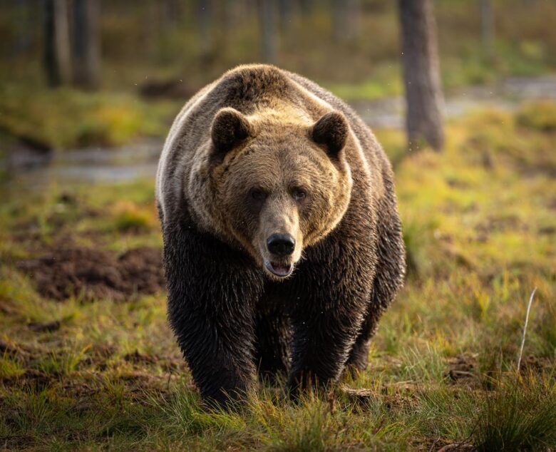 Photographing Brown Bears in Finland: An Unforgettable Wildlife Adventure